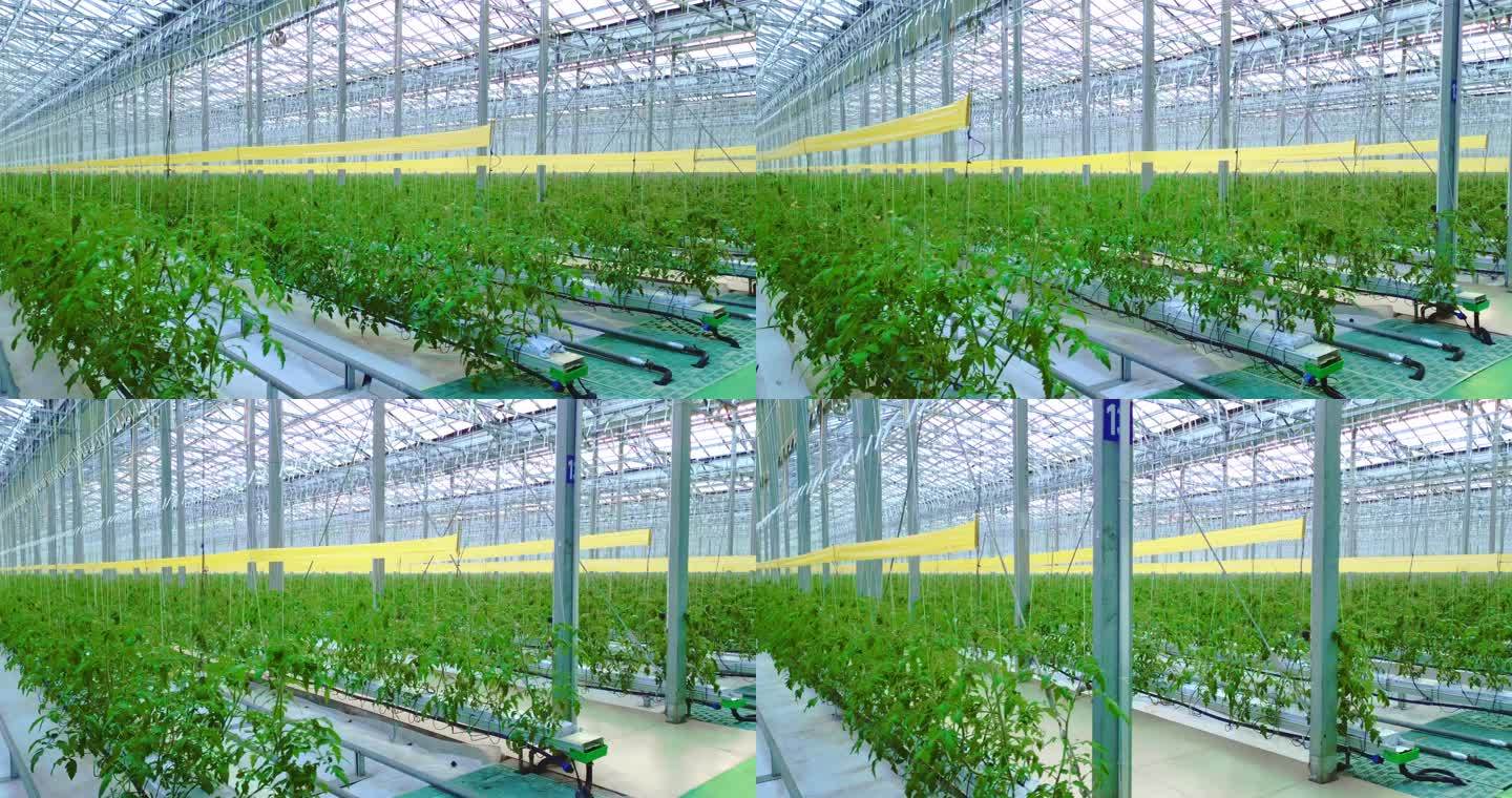智能大棚航拍蔬菜种苗温室现代农业