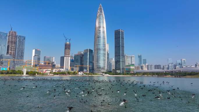 4K深圳湾鸬鹚生态航拍24