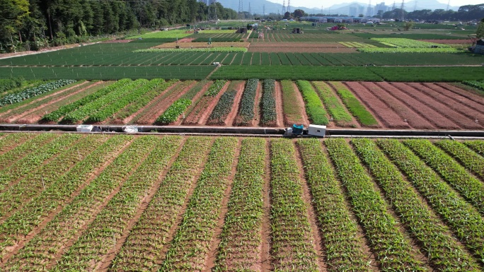 【正版素材】现代农业蔬菜种植基地