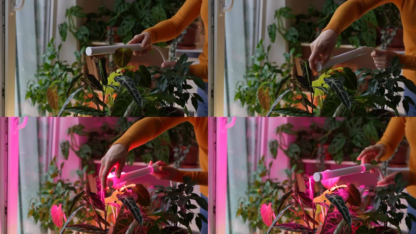 女性在家中冬季安装LED紫粉灯作为室内植物的补充照明