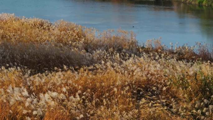 江南秋天湖边河边芦苇花盛开空镜