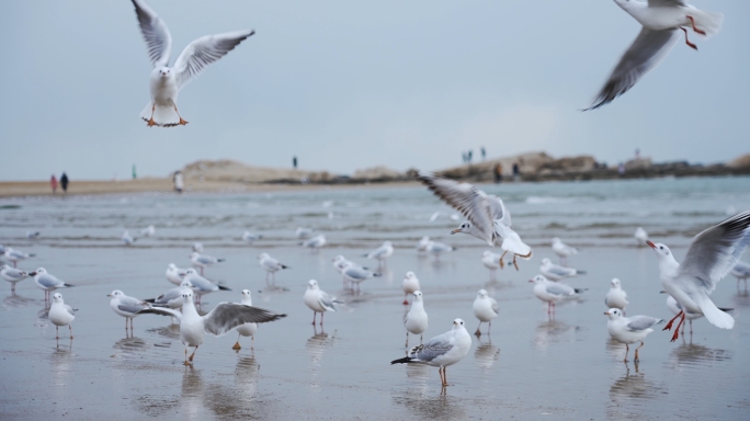 海边成群的海鸥