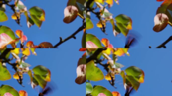 蝴蝶在花园里飞在果树的叶子上，相机追逐蝴蝶，首先是镜头特写