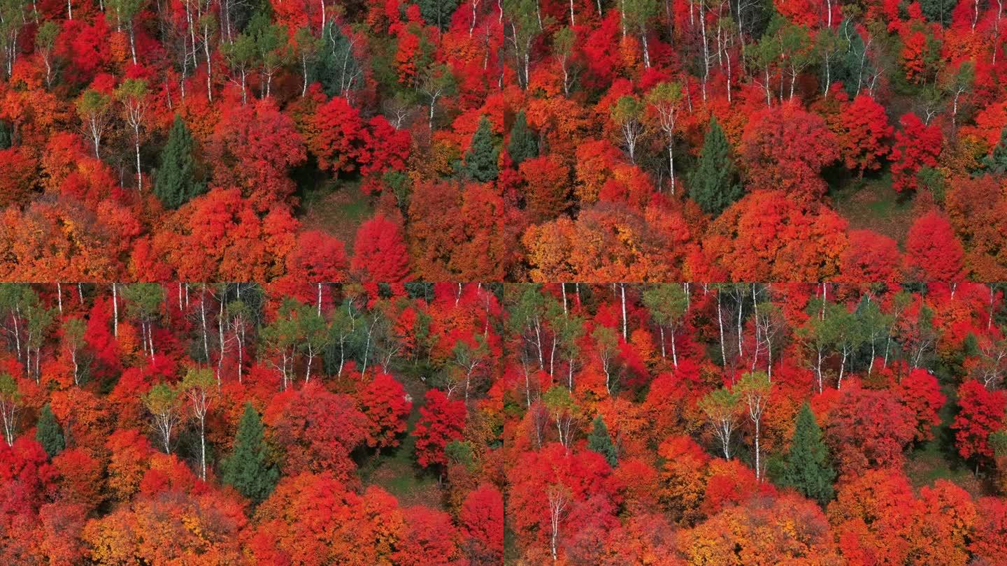 电影无人机航拍惊人的秋天温暖多彩的颜色流行红橙黄绿茂密的白杨树沟森林大塔吉关爱达荷州大提顿斯国家公园