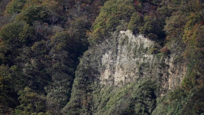 滑坡发生过的山的斜坡，上面长着秋叶