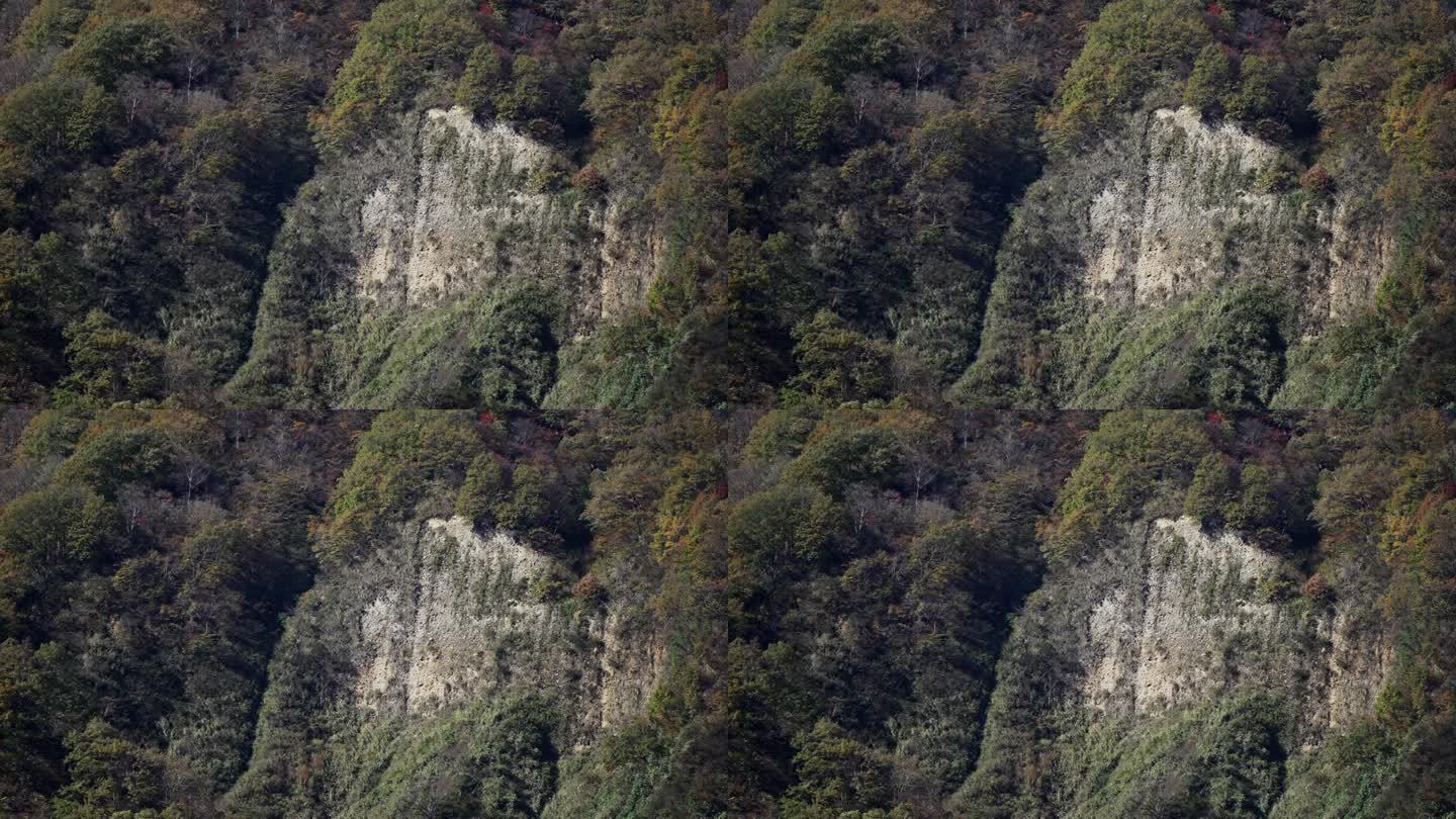 滑坡发生过的山的斜坡，上面长着秋叶