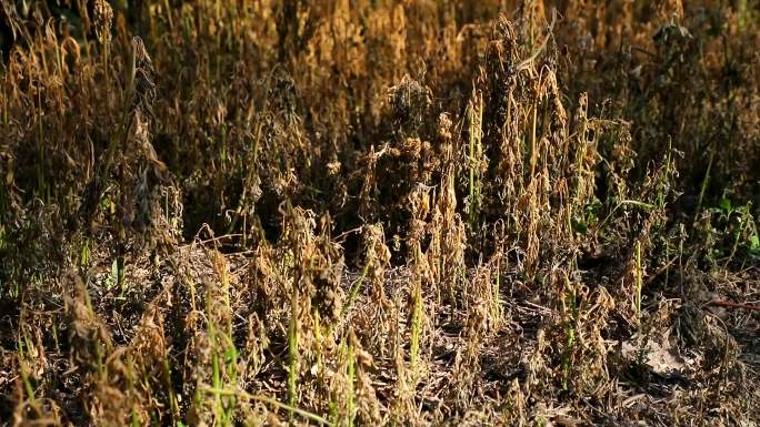 枯草 野草 除草 干枯 除草剂