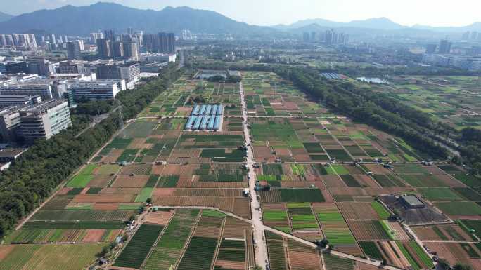 现代农业蔬菜种植基地