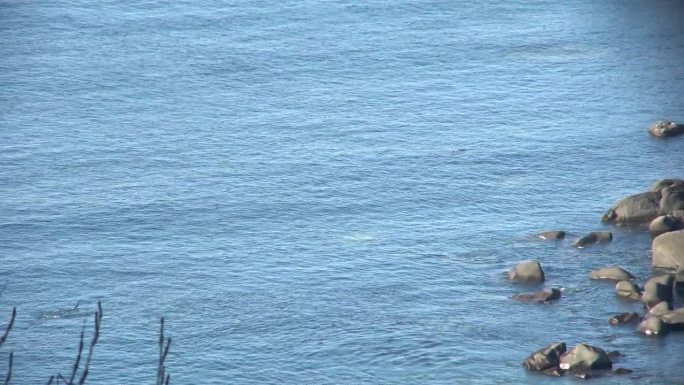 鲑鱼在北海道知子半岛的海面上跳跃。