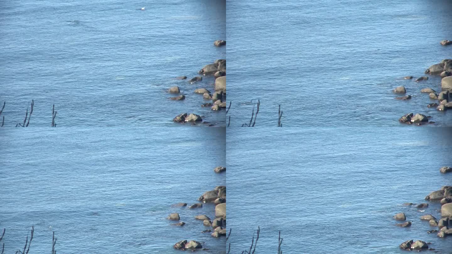 鲑鱼在北海道知子半岛的海面上跳跃。