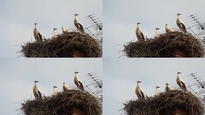 鹳鸟在法国阿尔萨斯村庄的屋顶上筑巢