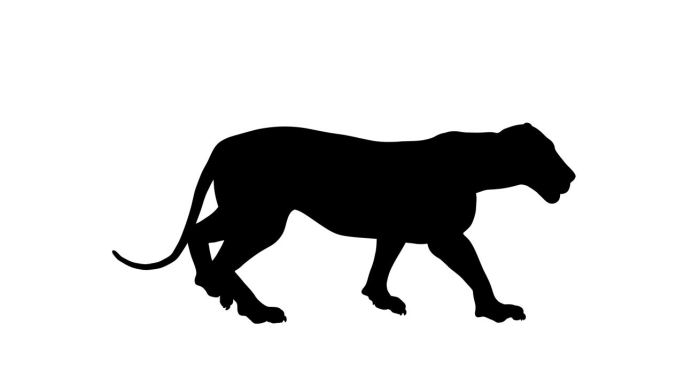 一只行走的狮子的可循环动画