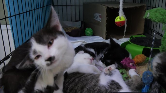 无家可归的毛茸茸的小猫在舒适的兽医诊所里舒舒服服地睡觉。可爱的小猫们正在兽医的悉心照料下寻找新家。流