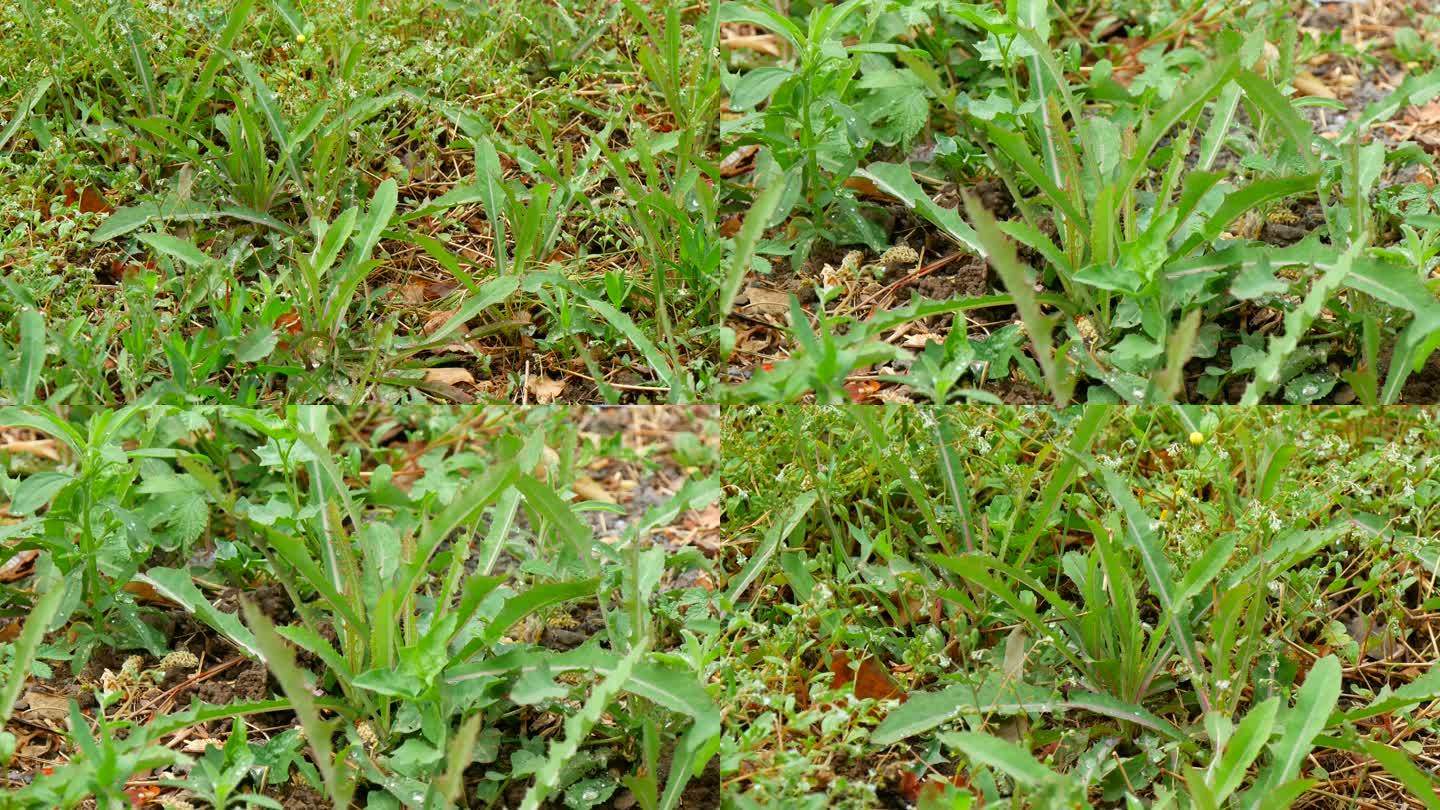 苣荬菜 荬菜 野苦菜 苦葛麻003