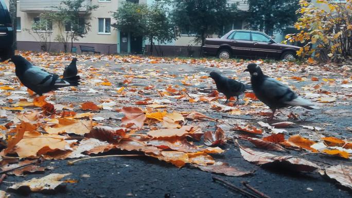 秋天的枫叶落在俄罗斯居民的院子里。鸽子在路上走。汽车停在住宅楼入口前。寒冷的天气。抑郁症的概念。10