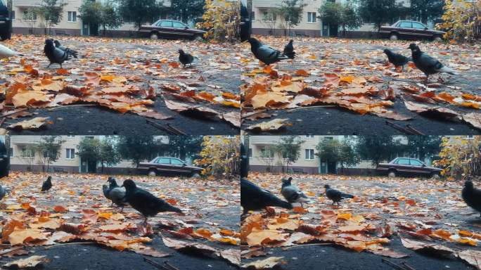 秋天的枫叶落在俄罗斯居民的院子里。鸽子在路上走。汽车停在住宅楼入口前。寒冷的天气。抑郁症的概念。10