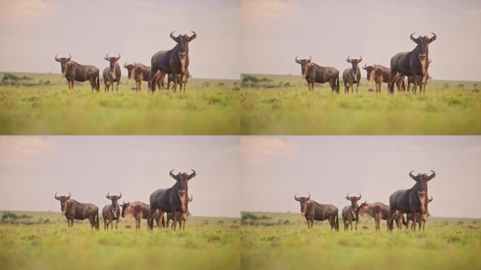 非洲稀树草原上的角马群发出警报和吃草景观风景，非洲马赛马拉野生动物园野生动物在肯尼亚马赛马拉大草原
