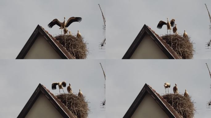 鹳鸟在法国阿尔萨斯村庄的屋顶上筑巢