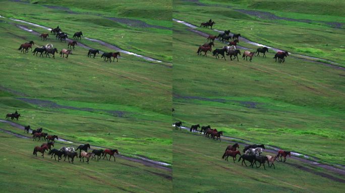 草原丘陵上群马慢跑