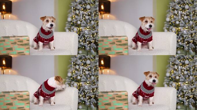 一只拿着礼物的狗坐在沙发上。一只宠物穿着红色毛衣，背景是一棵装饰过的冷杉树，上面有一只鹿。杰克罗素梗