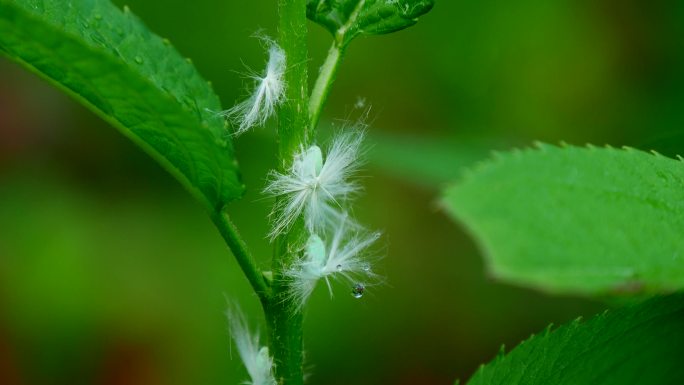 广翅蜡蝉 蜡蝉 八点蜡蝉 黑羽衣4