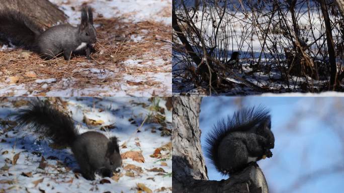 冬季森林里松鼠吃坚果慢动作升格