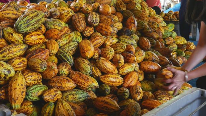 产品可可工厂将大量成熟的可可豆荚或黄色可可果实送到巧克力工厂，收获可可水果农业