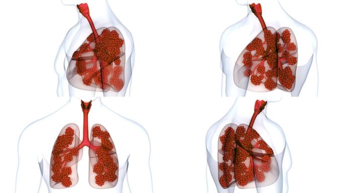 人体呼吸系统肺与肺泡解剖动画概念