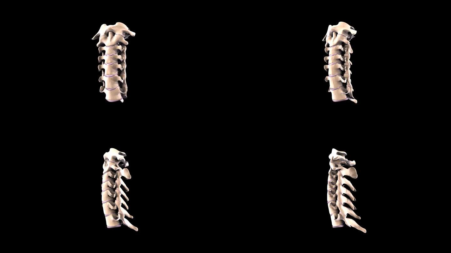 人类骨骼头骨，髌骨，胫骨，桡骨，尺骨，膝关节，肱骨和腕骨解剖。三维演示