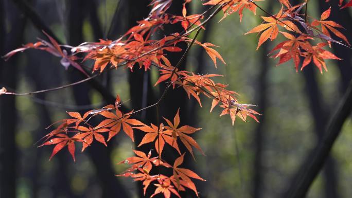 枫叶随风飘荡