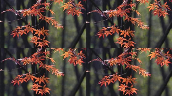 枫叶随风飘荡