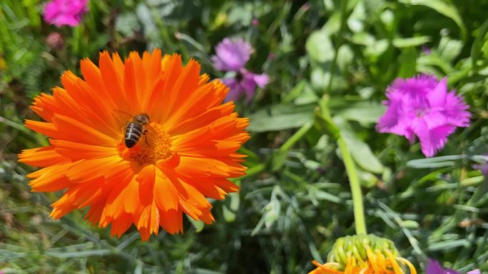 蜜蜂在一朵桔黄色的金盏花上飞舞