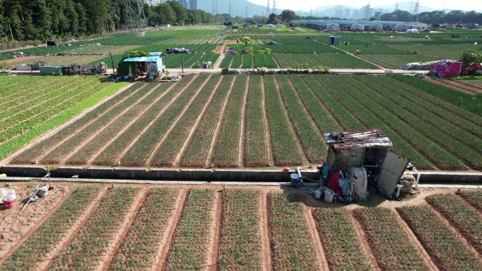 【正版素材】现代农业蔬菜种植基地