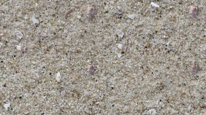 微距镜头俯视图的沙粒和小碎片的贝壳被风吹