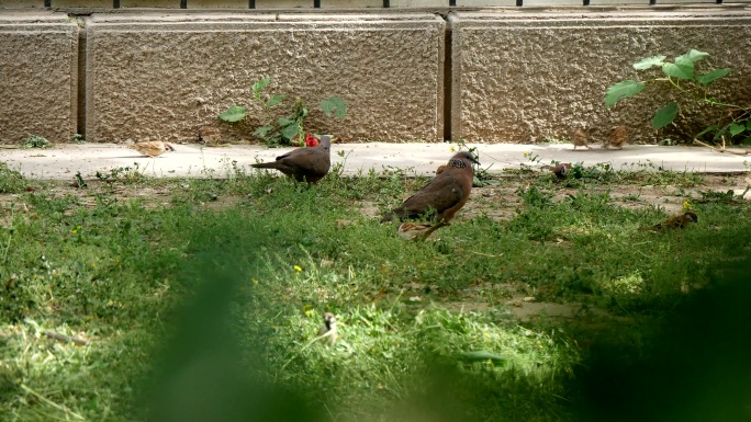 麻雀 斑鸠 觅食的鸟 麻雀与斑鸠