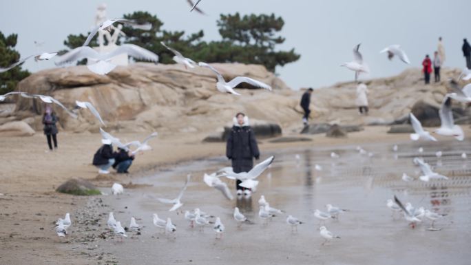 海边成群的海鸥