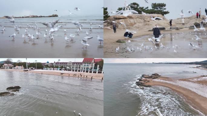 海边成群的海鸥