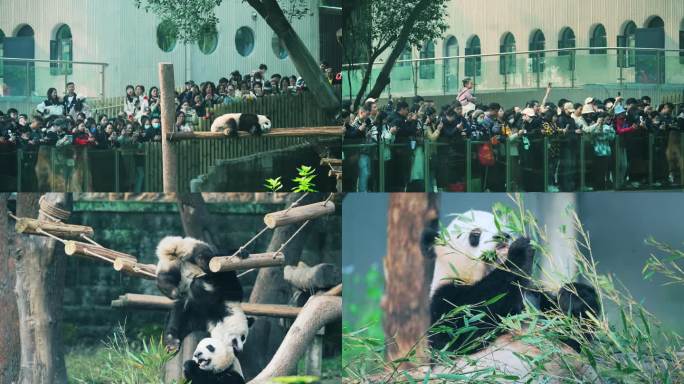 游客动物园观看大熊猫