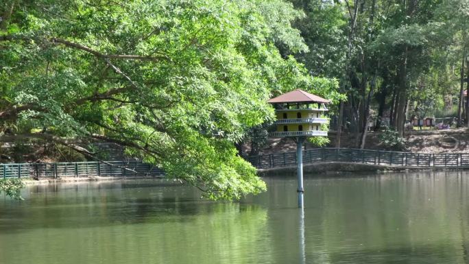 湖中央一棵老树旁的木鸽子屋
