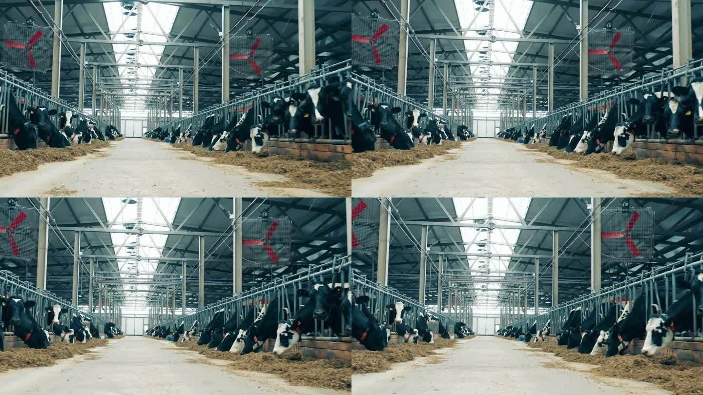 奶牛在农场里吃干草，它们之间有一条通道