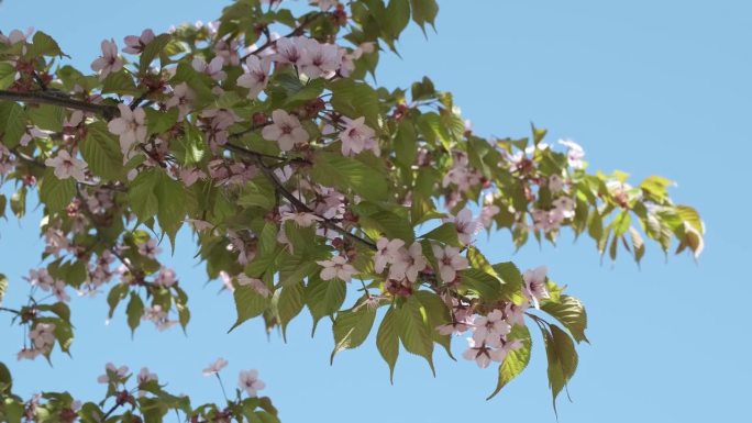 蓝天背景上盛开的樱桃枝。