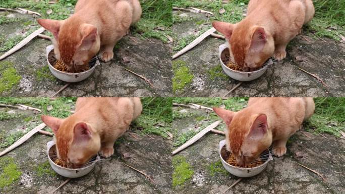 给一只可怜饥饿的橙色家猫食物，它吃得津津有味