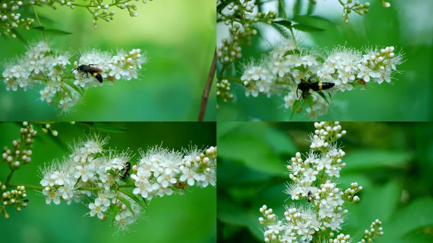 金龟子 黑蜂 马蜂