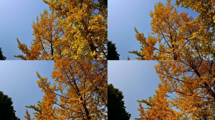 秋天银杏树实拍视频