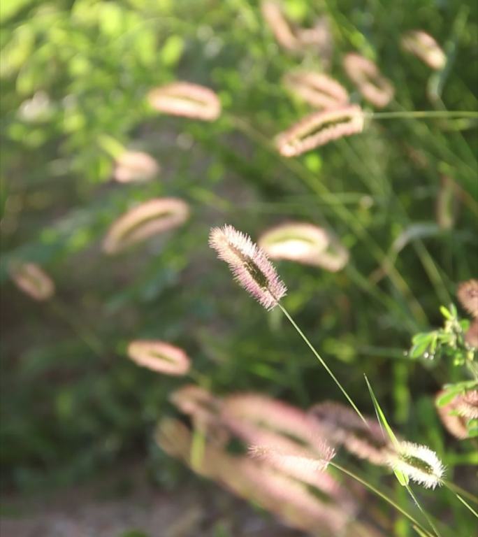 野草路边野草自然环境