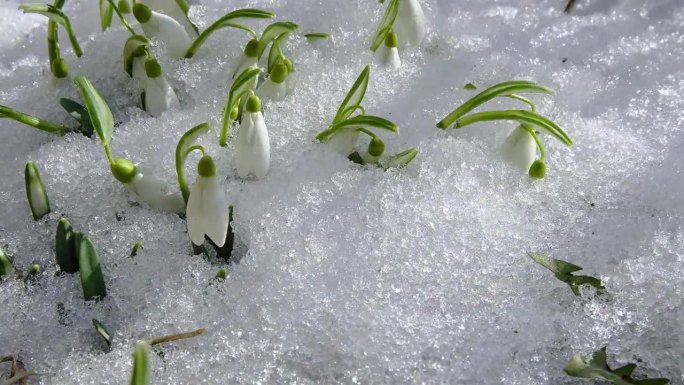 雪莲花盛开在阳光明媚的春日草地上，花儿在风中摇曳