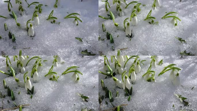 雪莲花盛开在阳光明媚的春日草地上，花儿在风中摇曳