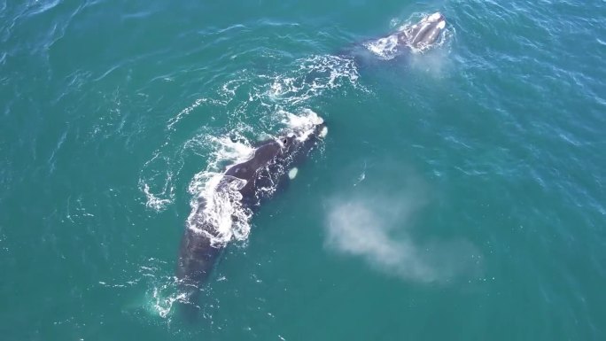 拉离镜头显示了广阔的海洋与三只南露脊鲸游泳