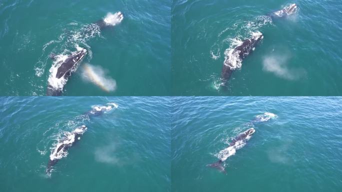 拉离镜头显示了广阔的海洋与三只南露脊鲸游泳
