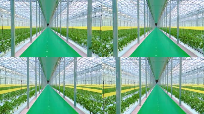 智能大棚航拍蔬菜种苗温室现代农业